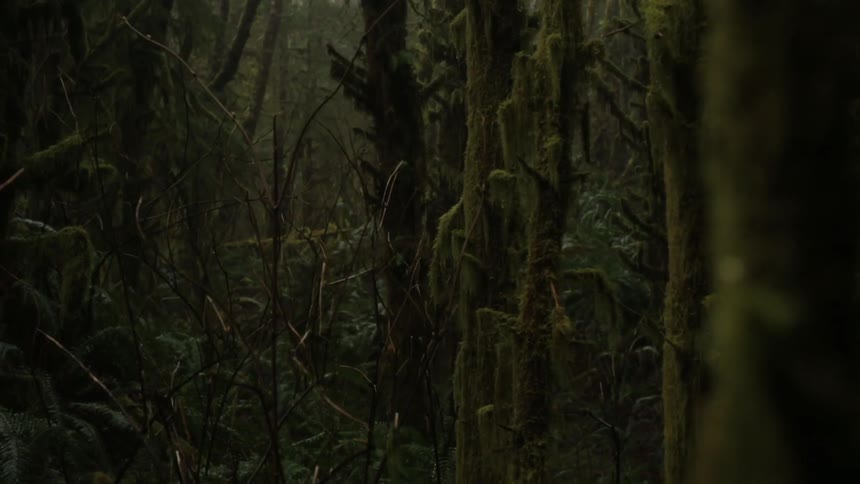 Moss covered trees grow in the woods