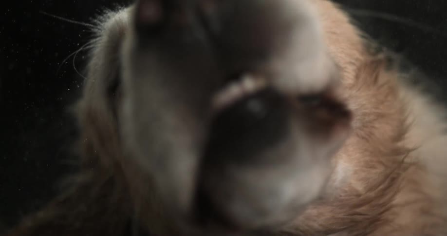A dog shaking its head in slow motion