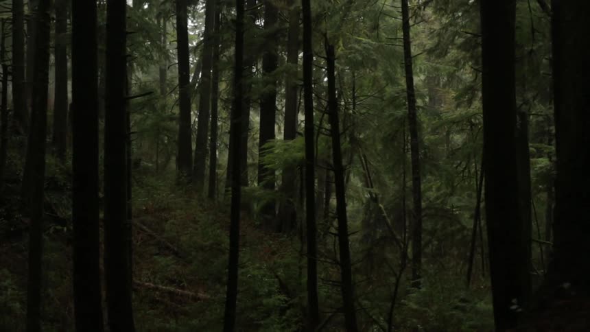 View of some dark woods with little sunlight