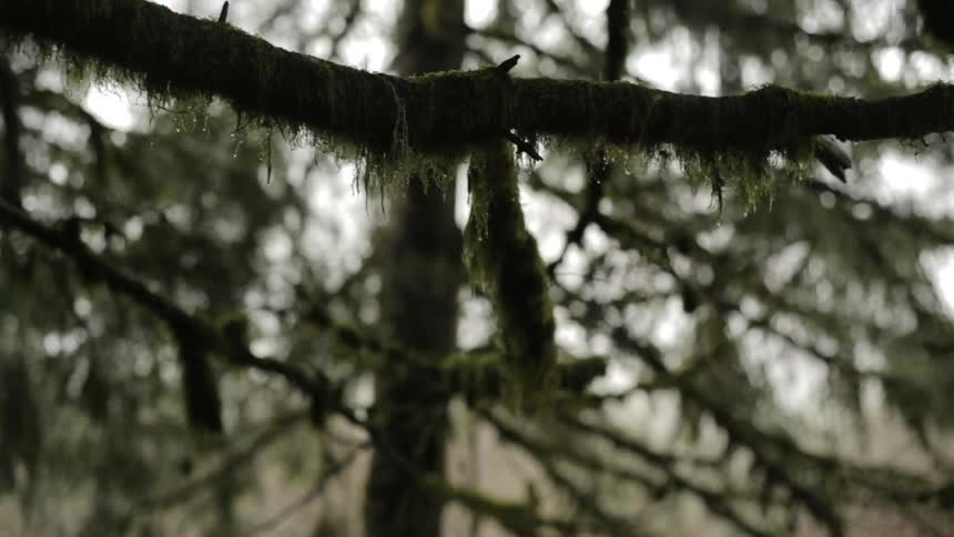 Water drips from a mossy tree branch