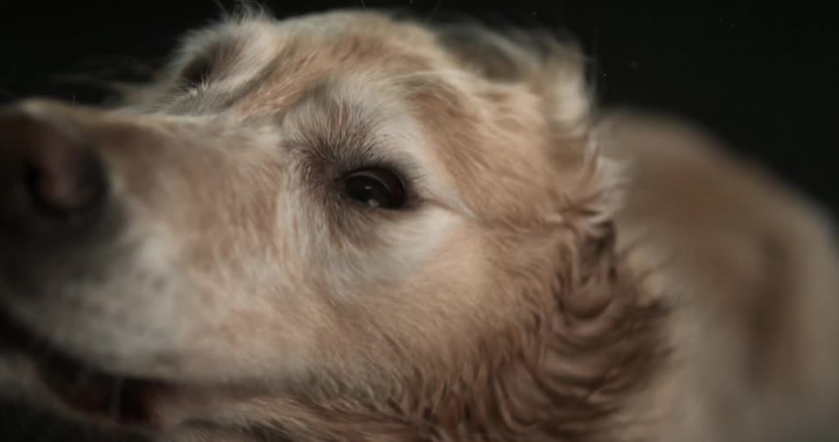 A dog shaking his head back and forth
