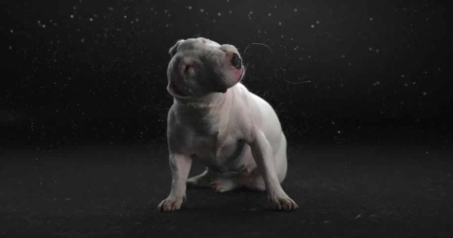 Slow motion clip of white bull terrier shaking water off of itself