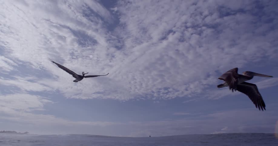 Pelicans fly close above the water in a view seen from in the water