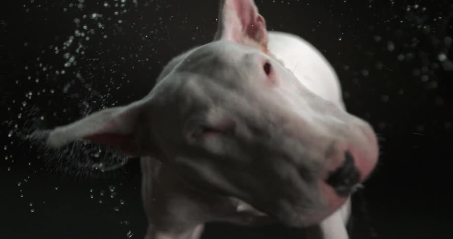 A bull terrier shakes it head spraying drool as he does so
