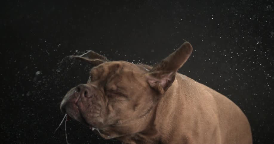 A dog shaking its head in slow motion, spraying drool everywhere
