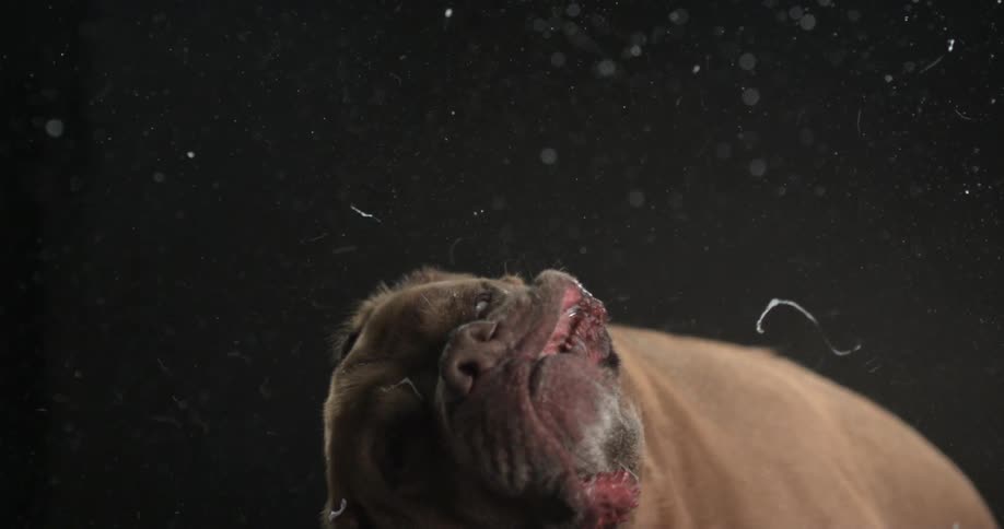 A dog shakes its head in slow motion