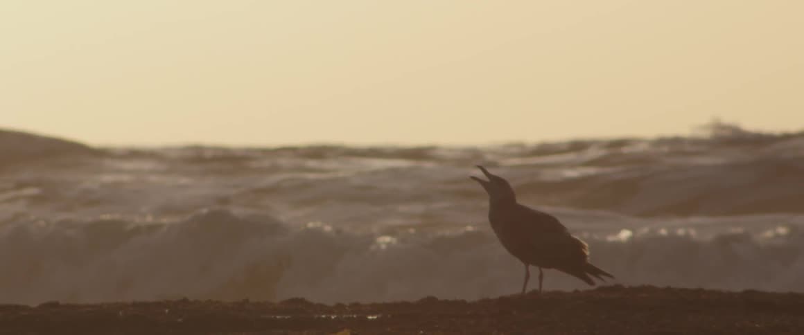 A seagull on a beach at sunset or sunrise with waves rolling onto the beach in the background
