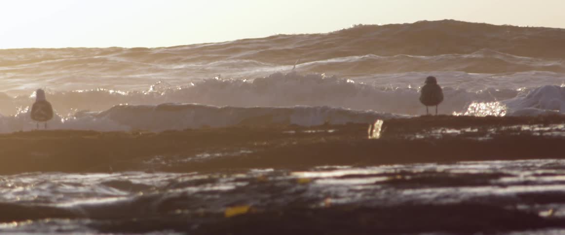 Waves rolling on shore as a bird stands on a rock