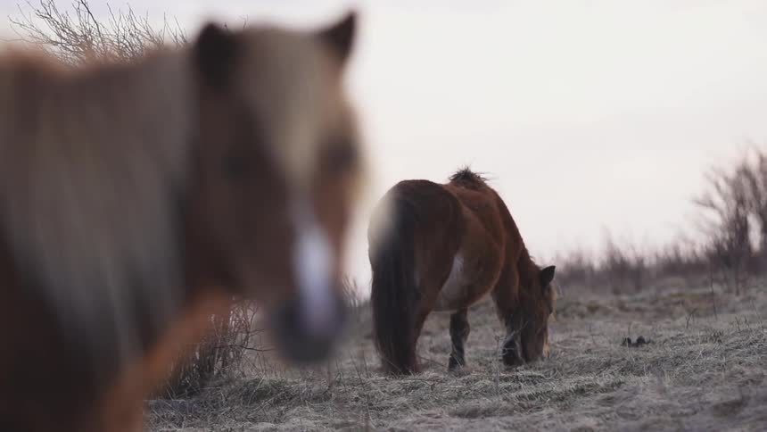Horses standing and grazing on a cloudy day