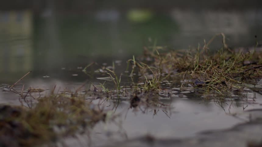 Plants growing on the edge of a pond