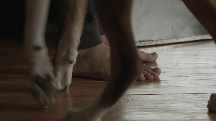 Dog walks over to a person's feet to greet