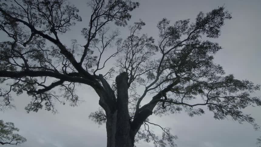 A view looking up a tree towards the sky