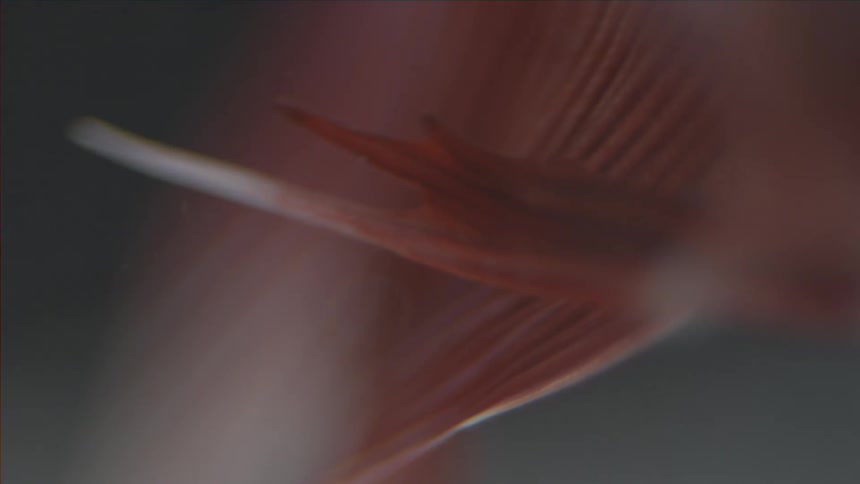 A pink and red fin rises and flexes