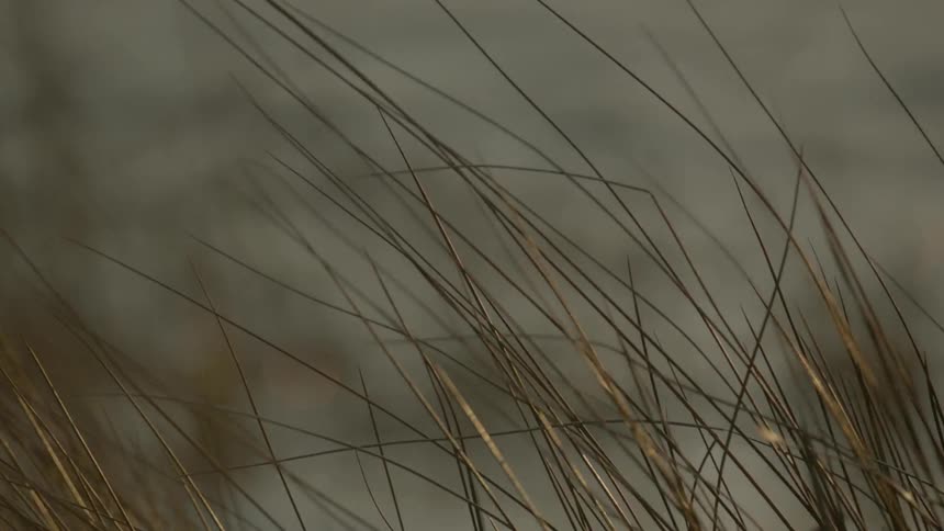 Grass blowing in the wind