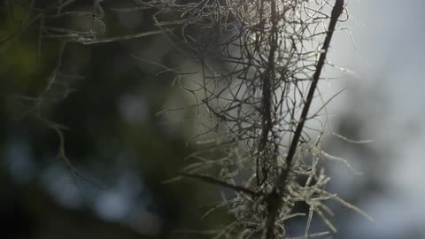 The sun shining through a plant