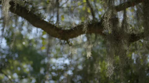 Leaves and branches on a large tree