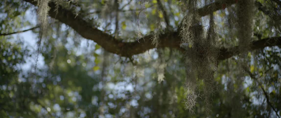 Leaves and branches on a large tree