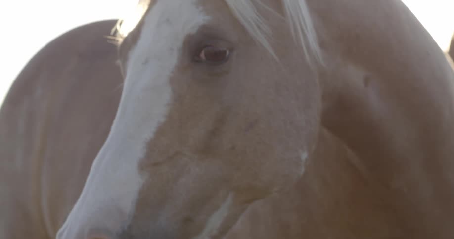 Close up of a horse on a sunny day