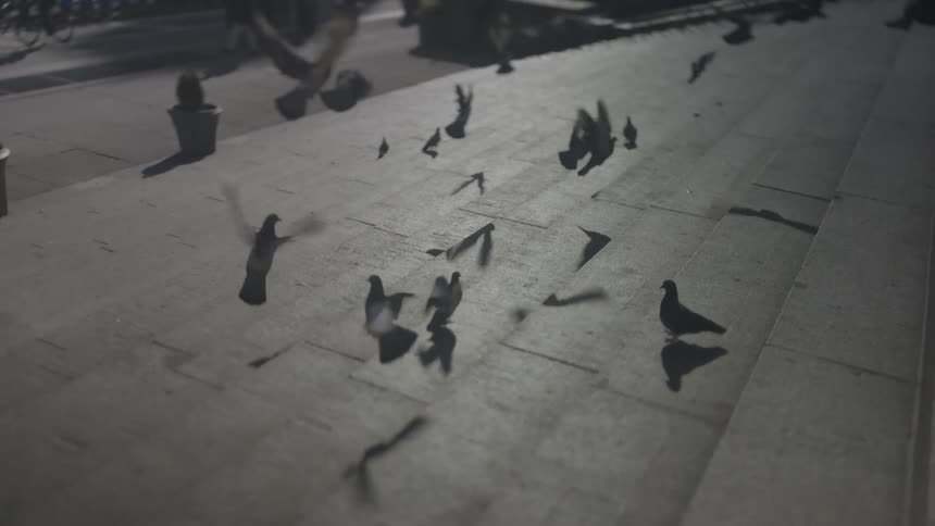 Pigeons on stairs in an urban area before some of them fly away