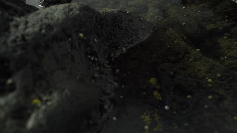 Rocks covered with algae in a pond