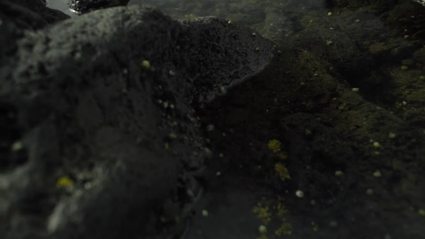 Rocks covered with algae in a pond