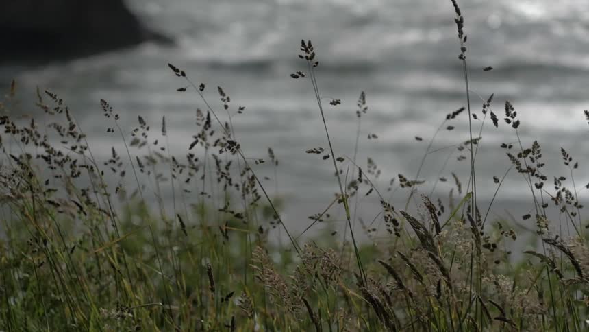 Grass rustles in the breeze