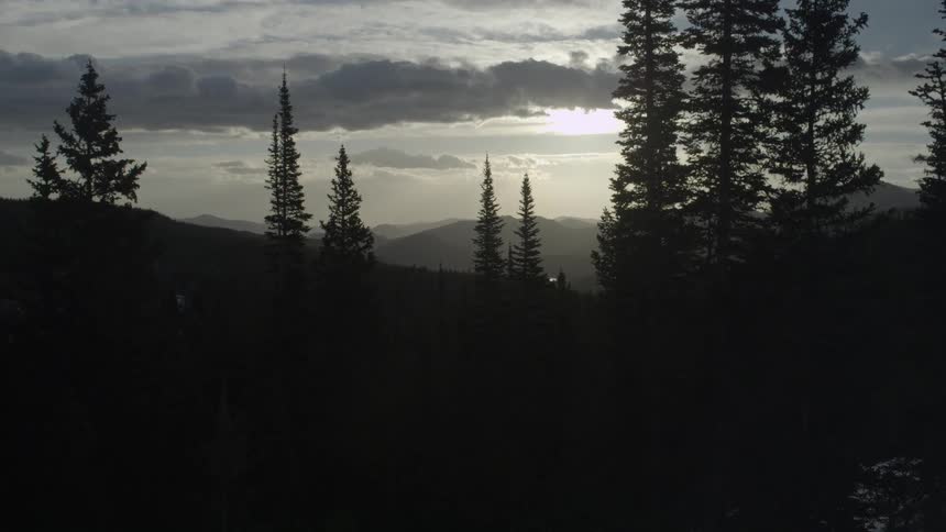 Tall skinny pine trees on hills in front of a sunset
