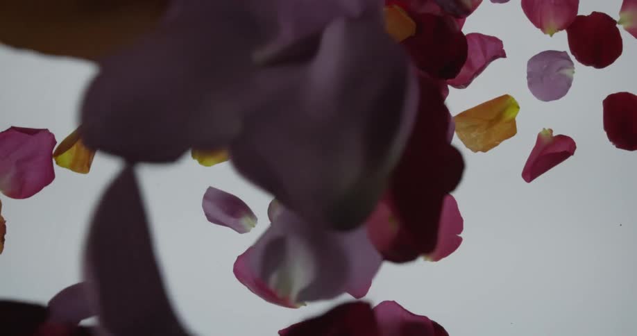 A footage of fallen flower petals