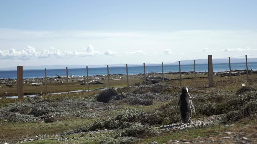 A penguin inland from the sea stretches and looks around, then waddles off