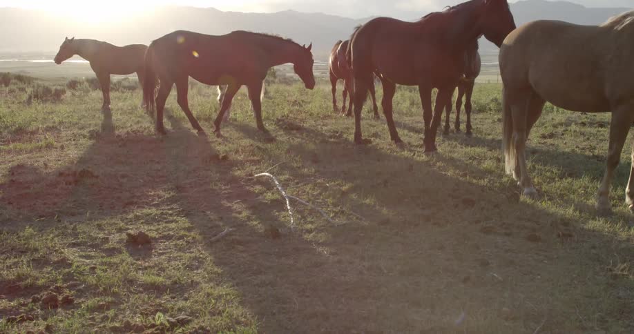 Horses stand and walk in a grassy field