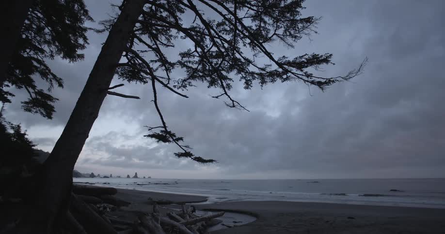 Trees next to a beach and ocean on a cloudy day