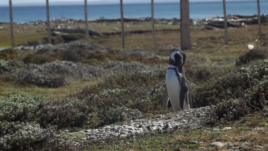 A penguin is standing in a hole in a field and cleaning itself with a fence in the background