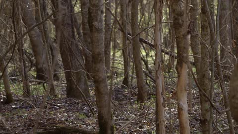 Trees in a forest