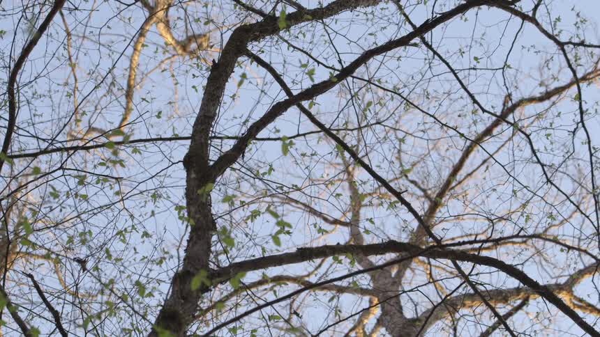 Branches with sparse leaves stand against a blue sky