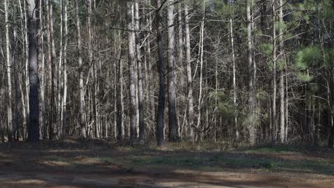 A quiet forest at dusk
