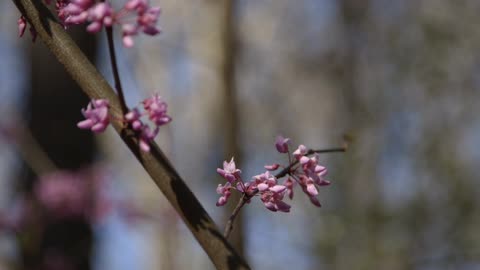 Pink flowers grow off of a branch