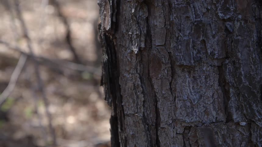 Close view of the bark on a pine tree in the forest