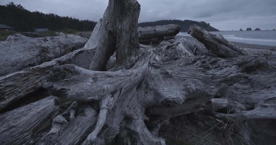A pile of deadwood on beach on a cloudy day