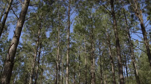 A lone forest during the day