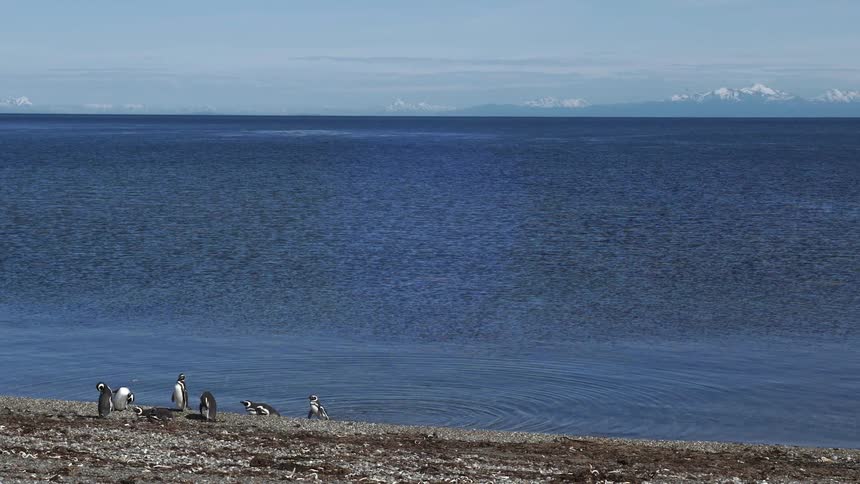 A group of penguins stand on a rocky beach