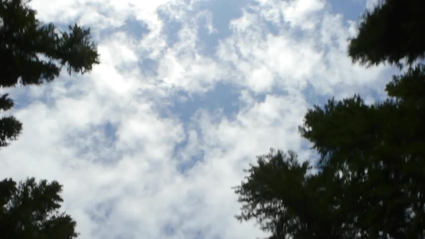 Passing trees looking up towards a cloudy sky