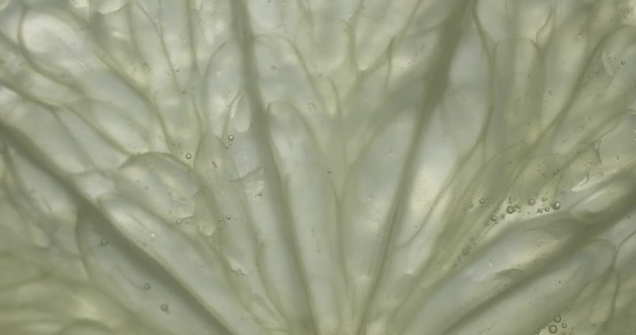 A leaf is consuming water