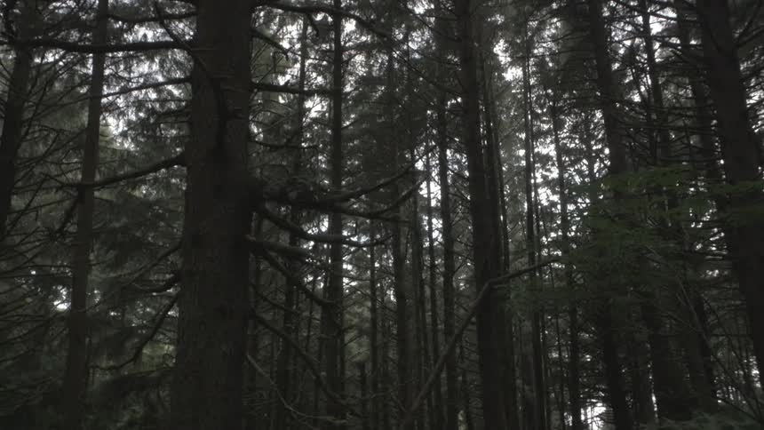 Trees stand tall in a forest