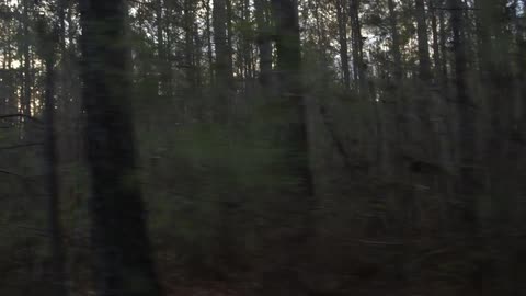 Many trees in the woods at sunset