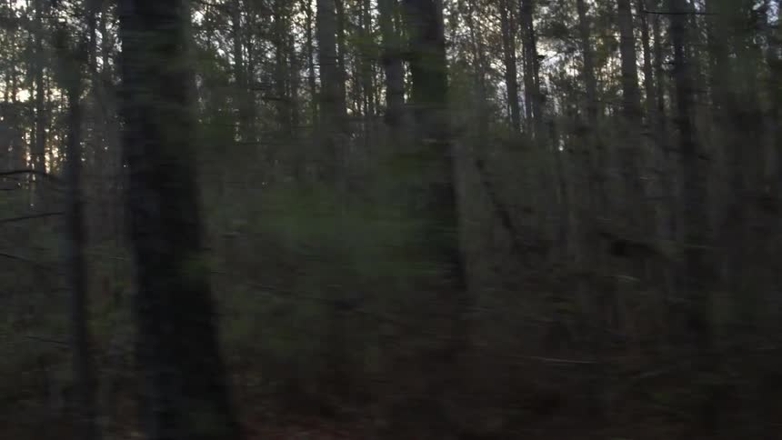 Many trees in the woods at sunset