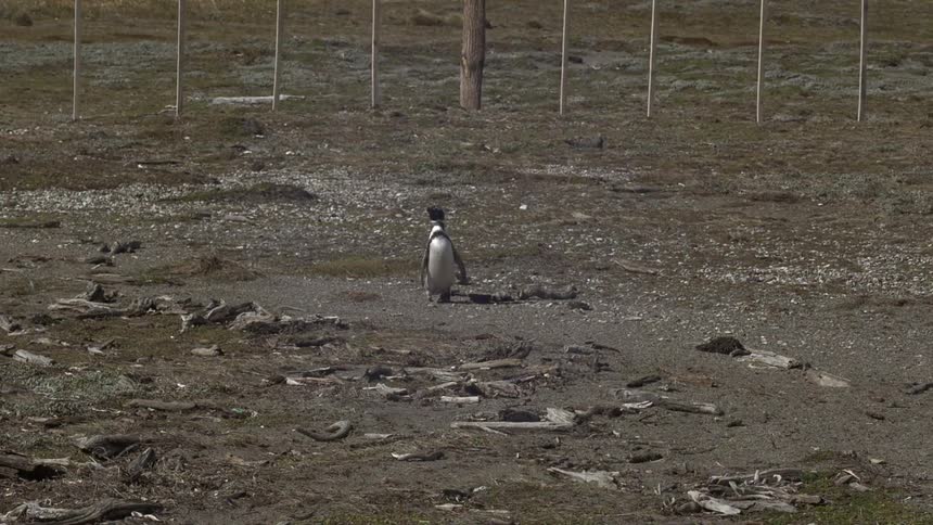 A penguin running across a barren field