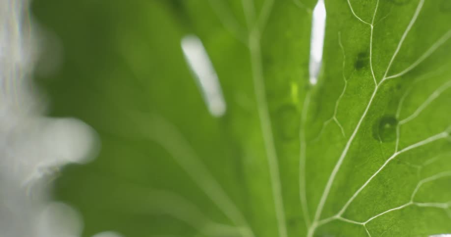 Light poking through the tears of a veiny green leaf