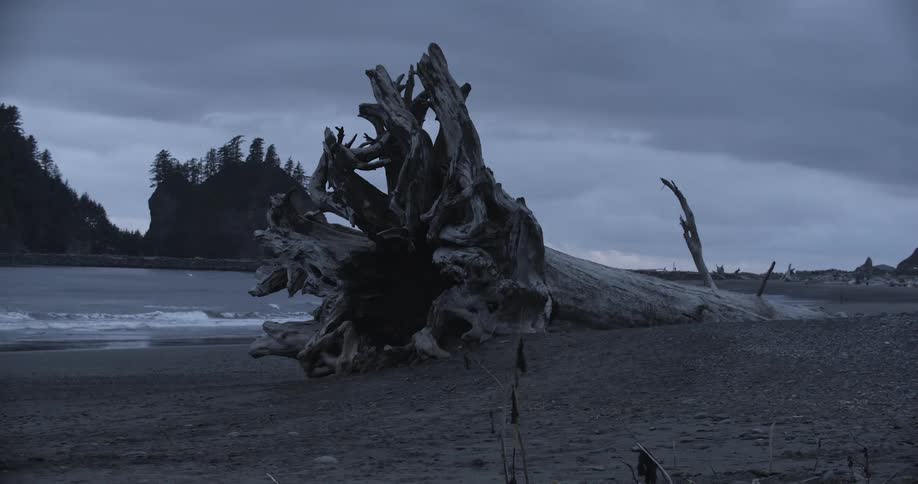 A large piece of driftwood