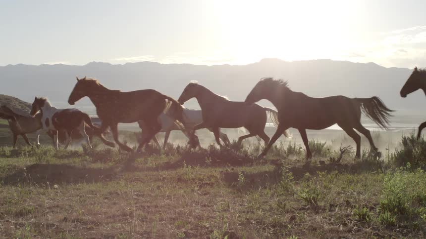 Horses are running wild in the fields