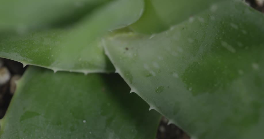 A plant is covered in dew